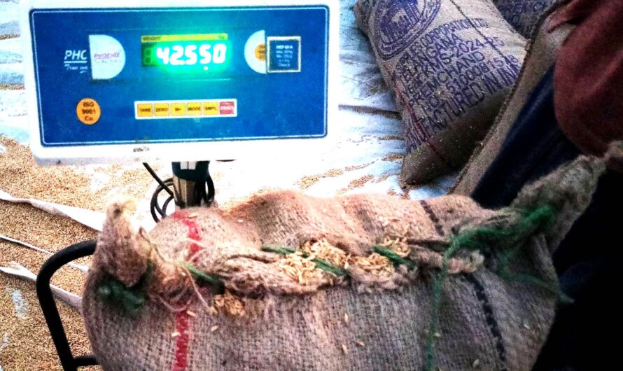 WEIGHING @ 42 KGS : ధాన్యం కొనుగోళ్లు @ 42 కిలోలు…
